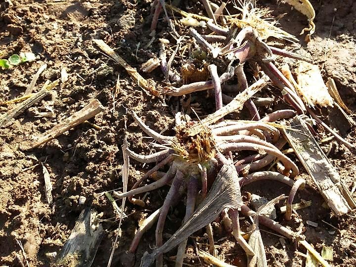 schulte FX-318 Sichelmulcher