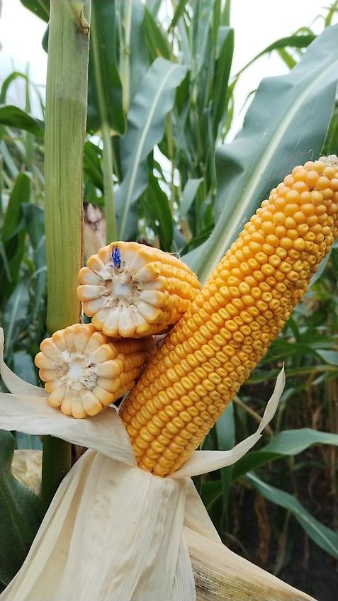 Howard Kein Lemken Schwenkpflug 4 scharig Howard SPS4 mit 180 cm Arbeitsbreite für Schlepper ab 80PS hydraulische Schnittbreitenverstellung rationeles Pflügen mit Hoher Flächenleistung ideal für Biobetriebe zur Beikrautbekämpfung mit 5 cm Schältiefe