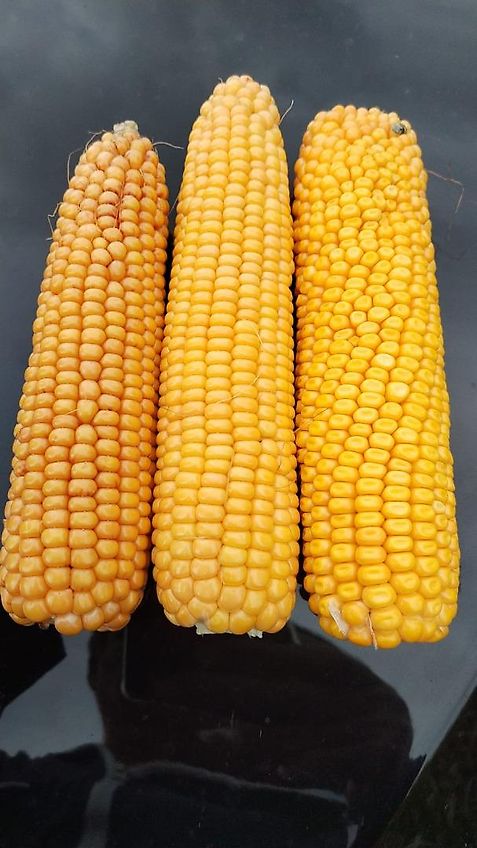 Howard Hersteller Howard Rotavator GmbH Howard Klappbock Modell Klapprahmen RA 600 HY-L Serien NR 301198002 Hydraulischer Klapprahmen für bis zu 6m breite Anbaugeräte Hackrahmen 6m Hydr