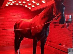BM Horse Pferde Solarium Alu Solar BM Horse