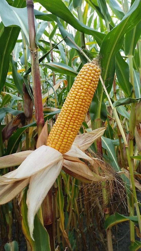 Howard Klappahmen 6 m hydraulische Klappung mit Stützrädern zur Spurführung 100 mm Vierkant 2 Fach Klappung Zur Optimierung von Anbaumethoden