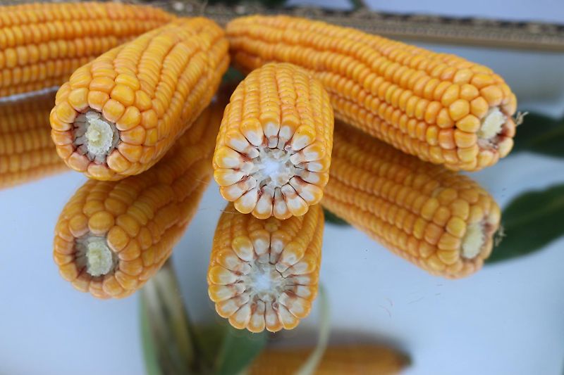 Howard Klappahmen 6 m hydraulische Klappung mit Stützrädern zur Spurführung 100 mm Vierkant 2 Fach Klappung Zur Optimierung von Anbaumethoden